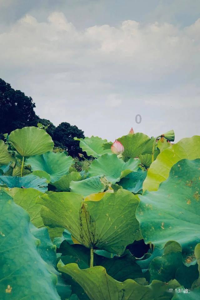 后卫营救
